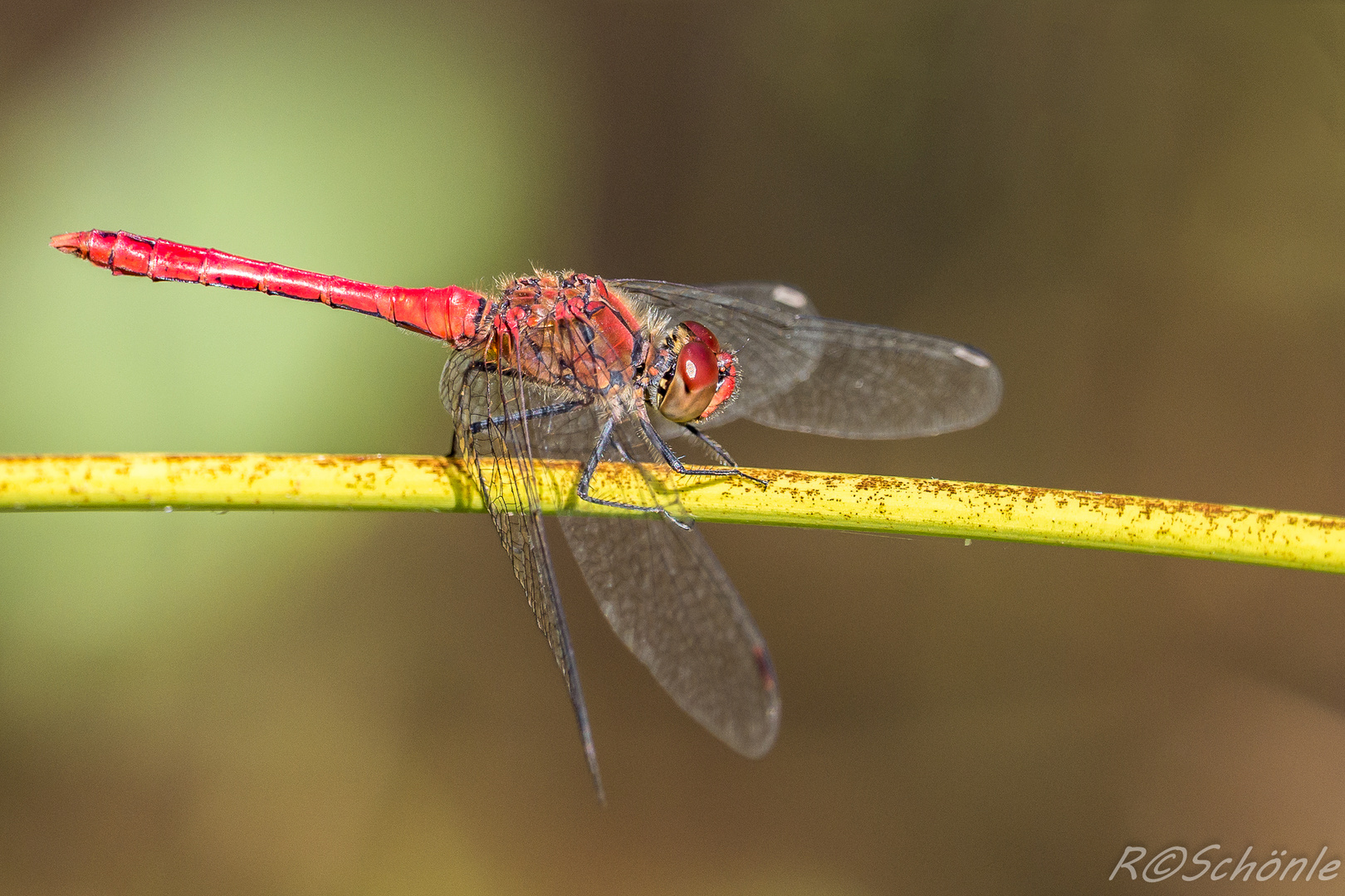 Blutrote Heidelibelle (Sympetrum sanguineum)