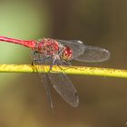 Blutrote Heidelibelle (Sympetrum sanguineum)