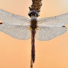 blutrote Heidelibelle - Sympetrum sanguineum #5