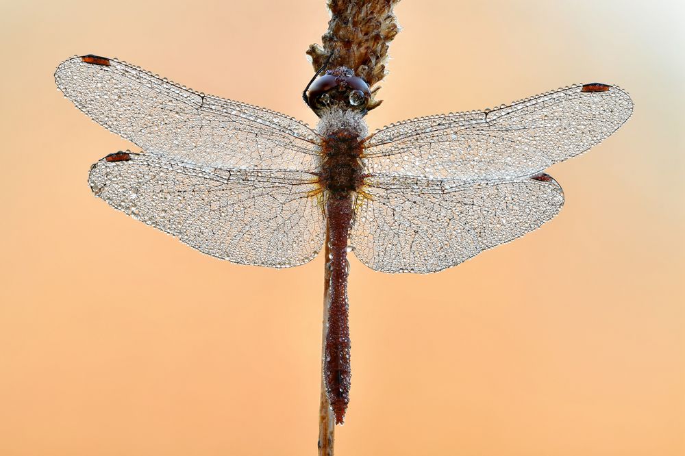 blutrote Heidelibelle - Sympetrum sanguineum #5