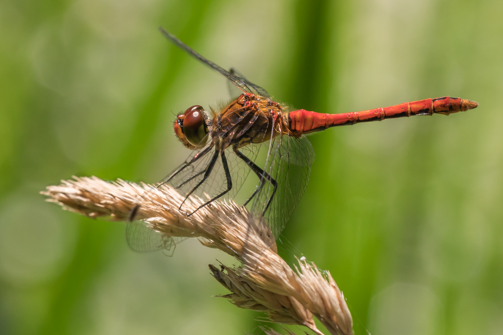 Blutrote Heidelibelle, Sympetrum sanguineum 