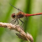 Blutrote Heidelibelle, Sympetrum sanguineum 