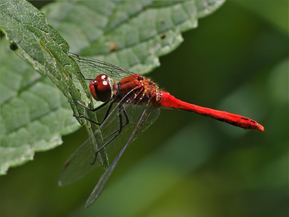 Blutrote Heidelibelle (Sympetrum sanguineum)