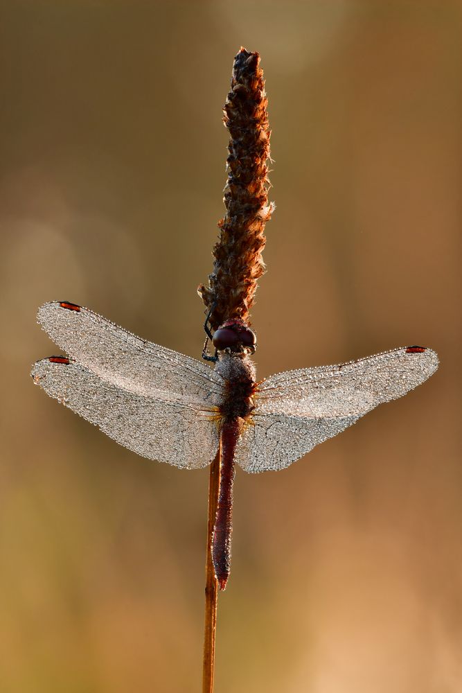 blutrote Heidelibelle - Sympetrum sanguineum #6