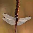 blutrote Heidelibelle - Sympetrum sanguineum #6