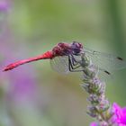 Blutrote Heidelibelle Sympetrum sanguineum