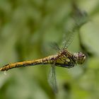 Blutrote Heidelibelle - Sympetrum sanguineum ...