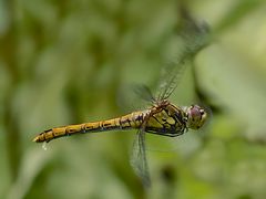 Blutrote Heidelibelle - Sympetrum sanguineum ...