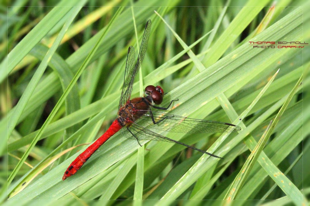 Blutrote Heidelibelle (Sympetrum sanguineum)