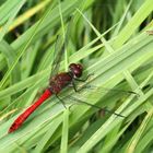 Blutrote Heidelibelle (Sympetrum sanguineum)