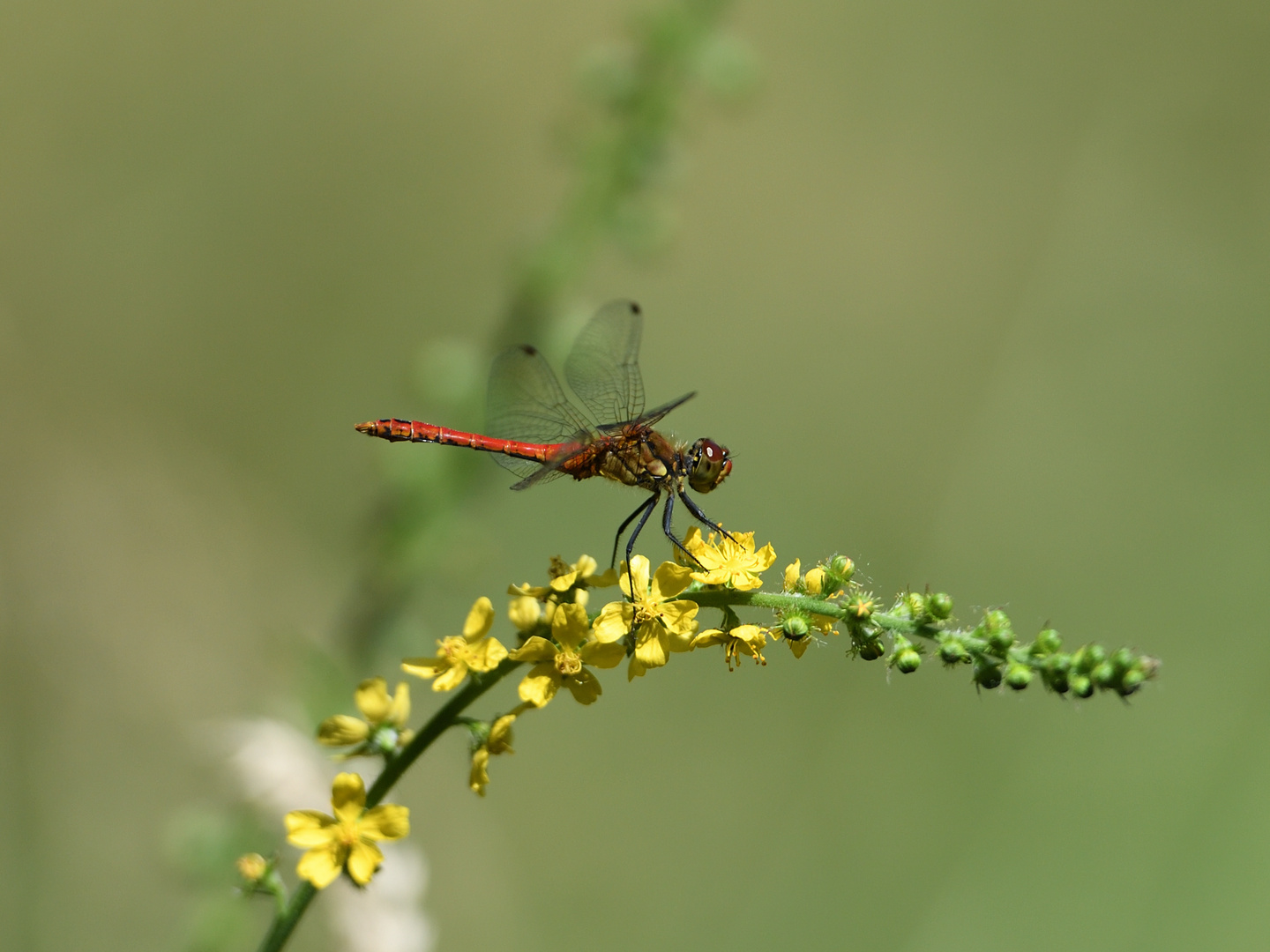 Blutrote Heidelibelle (Sympetrum sanguineum) 63-2016 GB1_1360-1