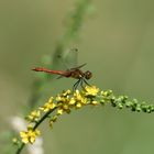 Blutrote Heidelibelle (Sympetrum sanguineum) 63-2016 GB1_1360-1