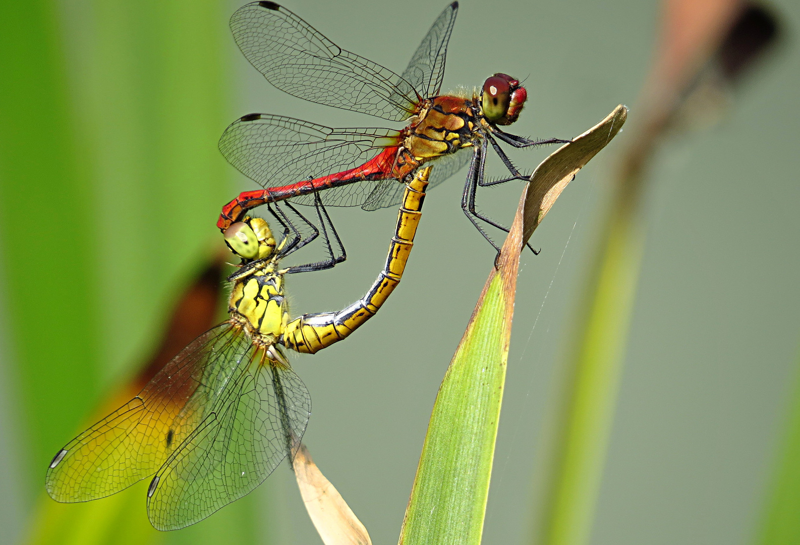 --- Blutrote Heidelibelle (Sympetrum sanguineum) ---