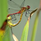 --- Blutrote Heidelibelle (Sympetrum sanguineum) ---