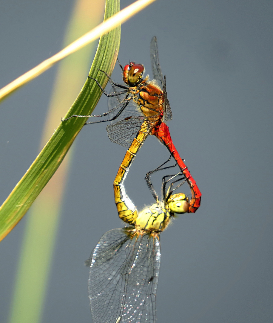 --- Blutrote Heidelibelle (Sympetrum sanguineum) ---