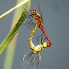 --- Blutrote Heidelibelle (Sympetrum sanguineum) ---