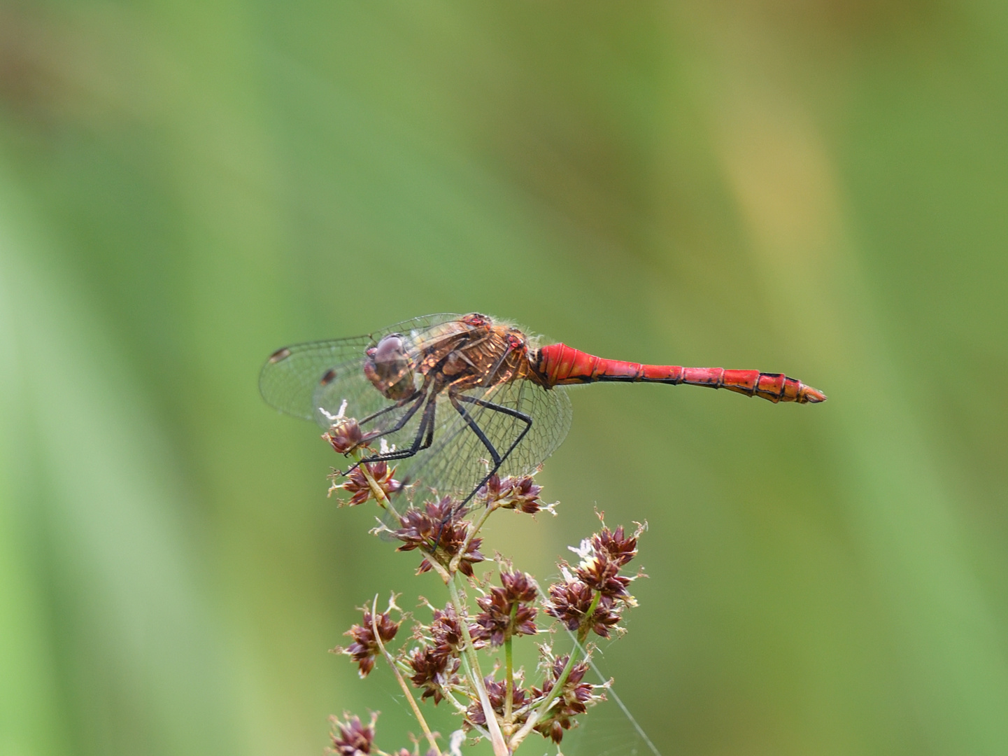 Blutrote Heidelibelle (Sympetrum sanguineum) 64-2016 GB1_0693-1