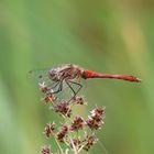 Blutrote Heidelibelle (Sympetrum sanguineum) 64-2016 GB1_0693-1