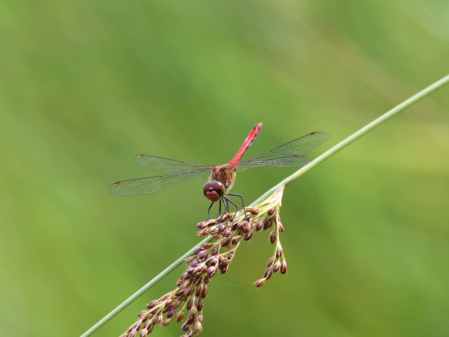 Blutrote Heidelibelle (Sympetrum sanguineum) 65-2016 GB1_0710-1