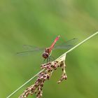 Blutrote Heidelibelle (Sympetrum sanguineum) 65-2016 GB1_0710-1