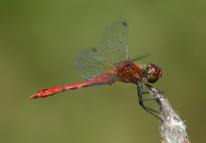 Blutrote Heidelibelle (Sympetrum sanguineum)