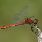 Blutrote Heidelibelle (Sympetrum sanguineum)