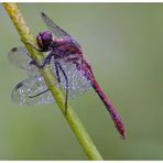 Blutrote Heidelibelle (Sympetrum sanguineum)