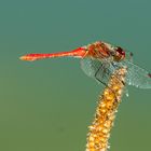 Blutrote Heidelibelle (Sympetrum sanguineum)