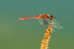 Blutrote Heidelibelle (Sympetrum sanguineum)