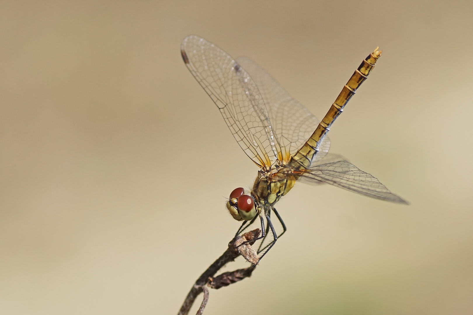 Blutrote Heidelibelle (Sympetrum sanguineum)