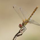 Blutrote Heidelibelle (Sympetrum sanguineum)