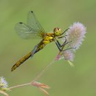 Blutrote Heidelibelle (Sympetrum sanguineum)