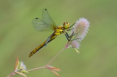 Blutrote Heidelibelle (Sympetrum sanguineum)