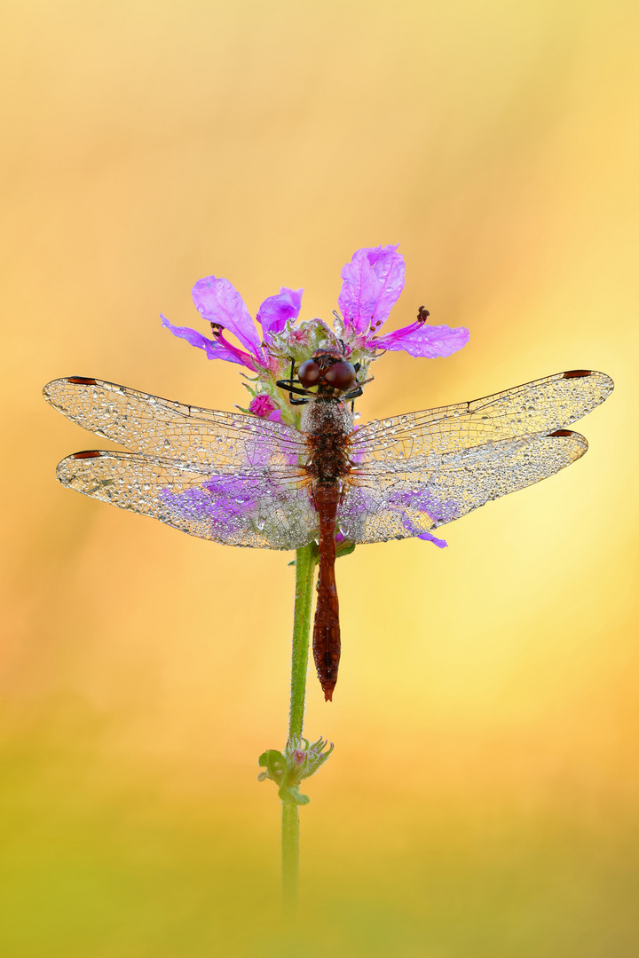 blutrote Heidelibelle - Sympetrum sanguineum #7