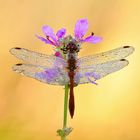 blutrote Heidelibelle - Sympetrum sanguineum #7