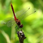 --- Blutrote Heidelibelle (Sympetrum sanguineum) ---