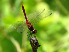 --- Blutrote Heidelibelle (Sympetrum sanguineum) ---