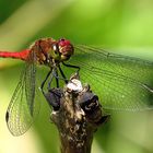 --- Blutrote Heidelibelle (Sympetrum sanguineum) ---