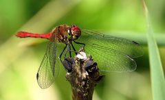 --- Blutrote Heidelibelle (Sympetrum sanguineum) ---