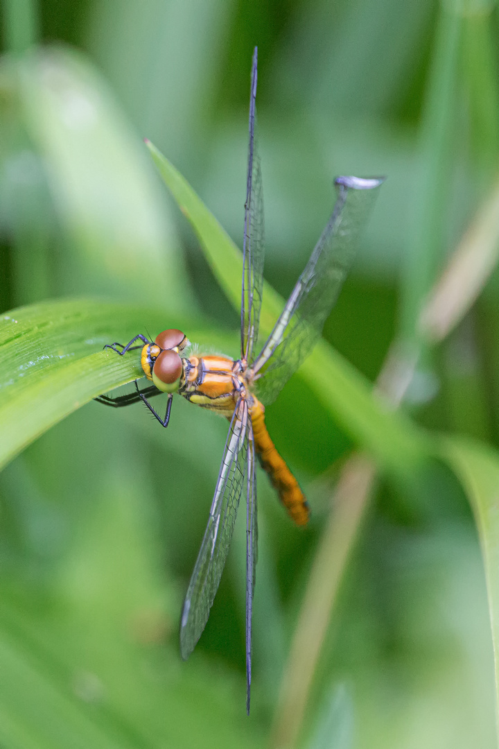 Blutrote Heidelibelle - sympetrum sanguineum