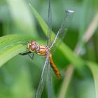 Blutrote Heidelibelle - sympetrum sanguineum