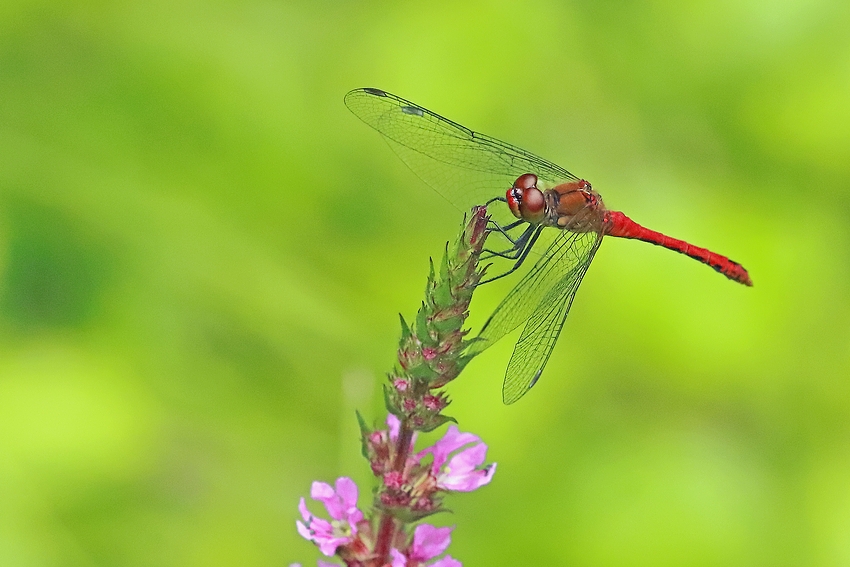 Blutrote Heidelibelle (Sympetrum sanguineum)