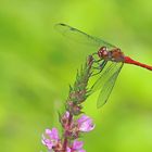 Blutrote Heidelibelle (Sympetrum sanguineum)