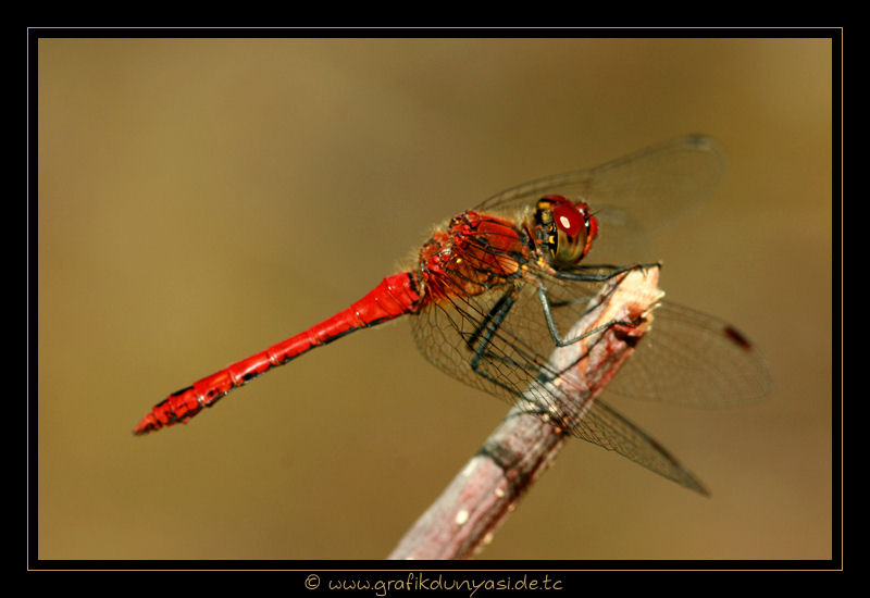 Blutrote Heidelibelle (Sympetrum sanguineum )