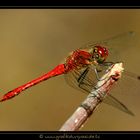 Blutrote Heidelibelle (Sympetrum sanguineum )