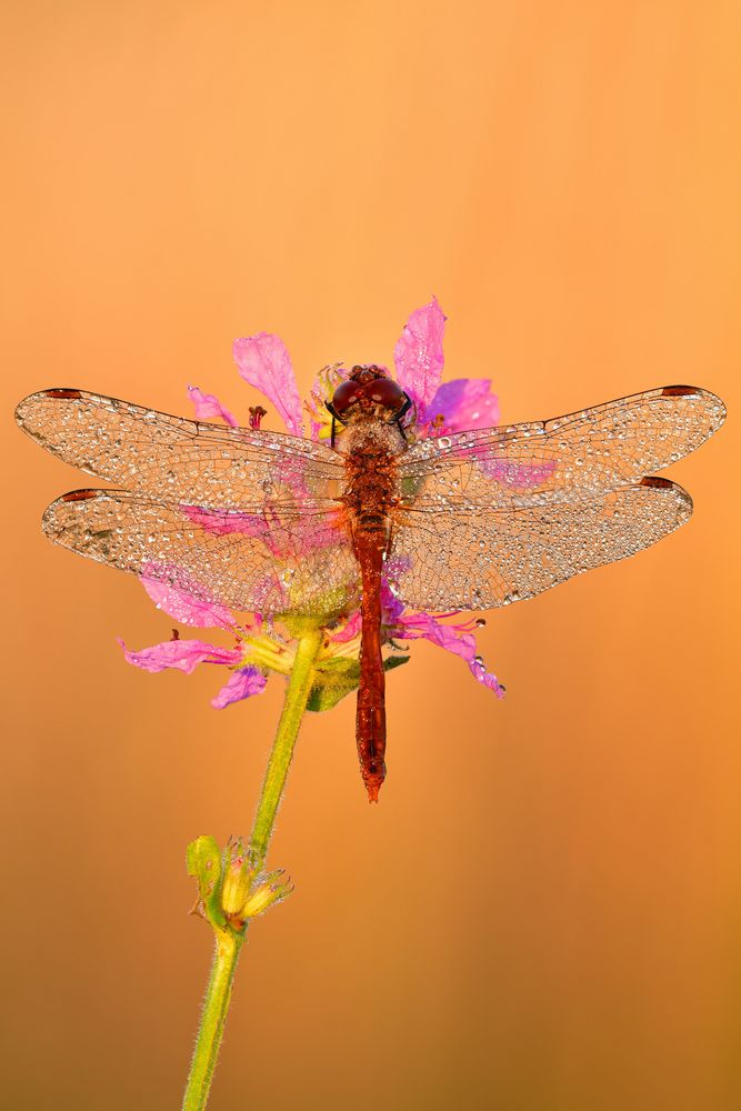 blutrote Heidelibelle - Sympetrum sanguineum #8