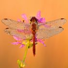 blutrote Heidelibelle - Sympetrum sanguineum #8