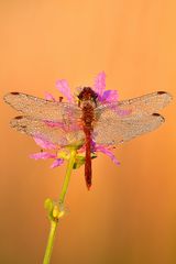 blutrote Heidelibelle - Sympetrum sanguineum #8