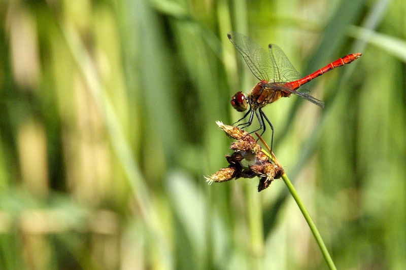 Blutrote Heidelibelle (Sympetrum sanguineum)