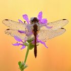 blutrote Heidelibelle - Sympetrum sanguineum